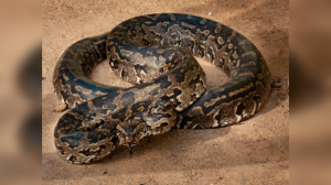 Serpent Superlatives: A Global Guide to the World's 10 Largest Snakes and Their Habitats