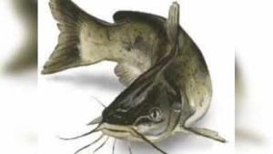 Thai Mangur Fish: Monsoon Season Warning – Illegal Catfish Linked to Cancer, Posing Grave Threat to Indian Ecosystems