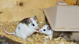 Two-Father Mouse Breakthrough: Scientists Achieve Fertile Offspring Using Dual-Sperm DNA