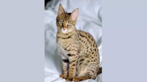 Luxury Kitties: Unveiling the World's Most Expensive Cat Breeds