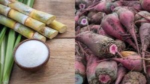 Cane vs. Beet Sugar: Unveiling the Nutritional Differences, Ethical Concerns, and Environmental Impact of These Common Sweeteners