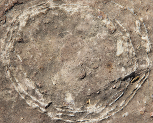 India's Largest Dinosaur Hatchery Unearthed: Sacred Stones Revealed as 70-Million-Year-Old Titanosaur Eggs