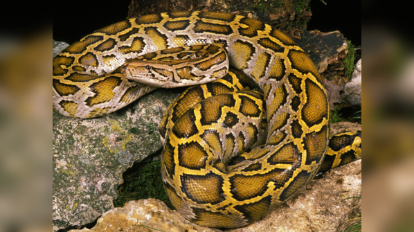 Indian Python camouflaged among rocks and foliage