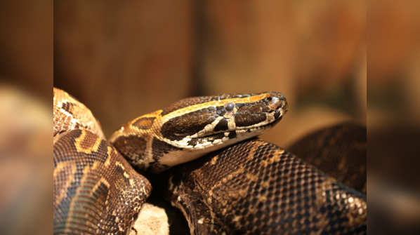 African Rock Python coiled and ready to strike