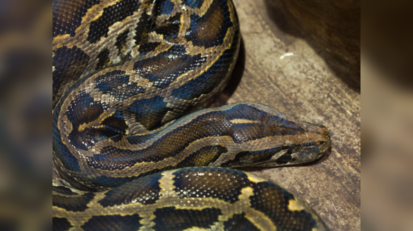 Burmese Python resting in a marsh