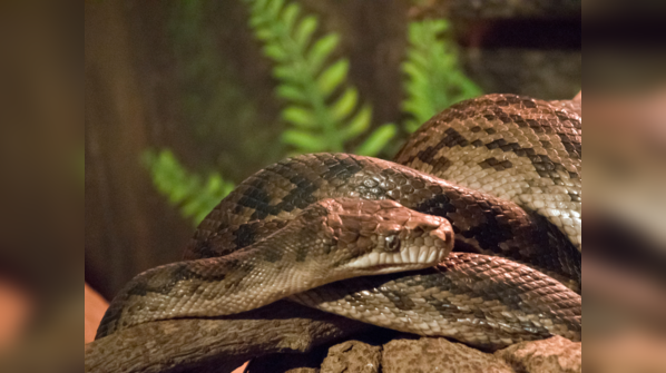 Amethystine Python displaying its shimmering scales