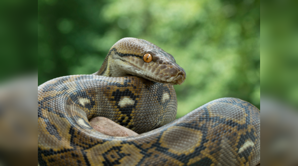 Reticulated Python showcasing its intricate patterns