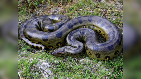 Green Anaconda swimming in the Amazon river