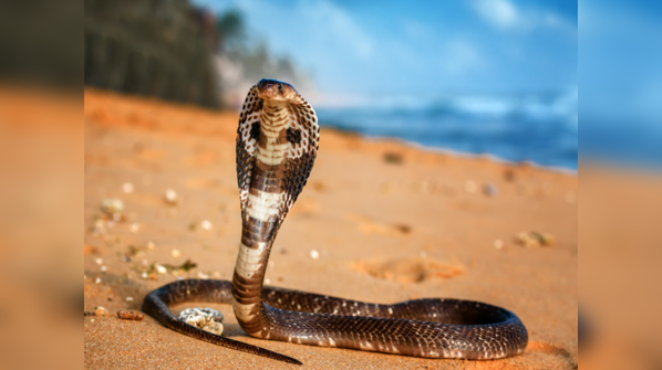 King Cobra displaying its intimidating hood