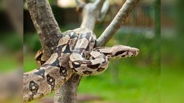 Boa Constrictor camouflaged in the forest