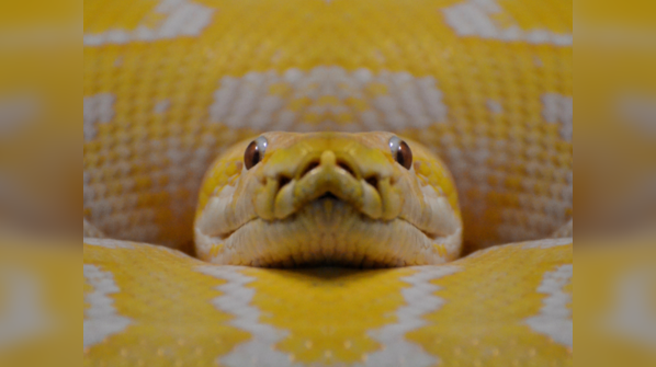 Yellow Anaconda lurking in the wetlands