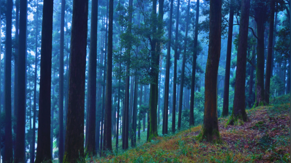 The eerie, mist-covered hills of Dow Hill, Kurseong.