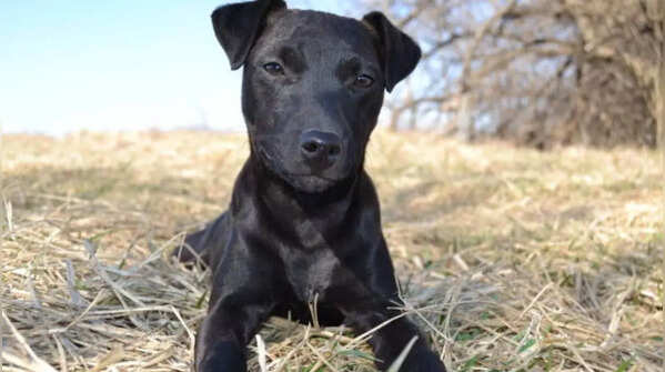 Choosing the right dog for first-time owners
