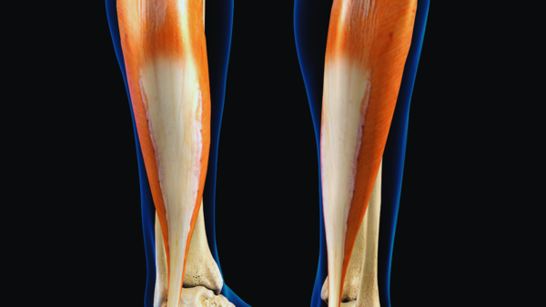 Illustration of the soleus muscle in the calf