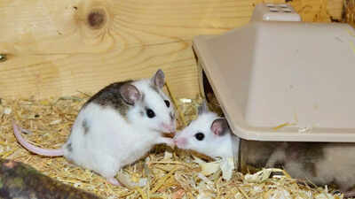 Image of mice, representing the successful breeding from two fathers.