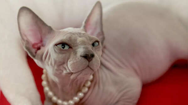 Unique Sphynx cat with wrinkled skin and large ears