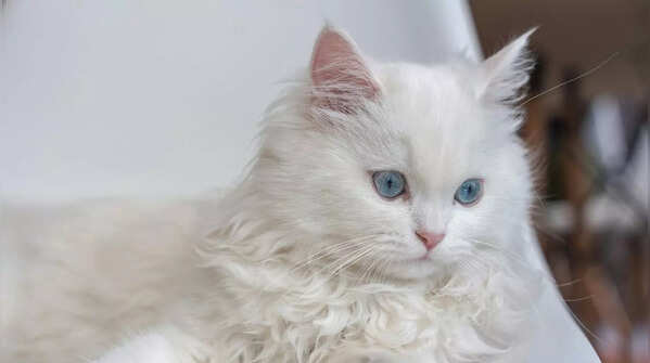 Fluffy Persian cat with long, luxurious coat