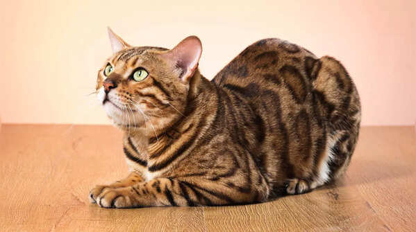 Playful Bengal cat with leopard-like markings