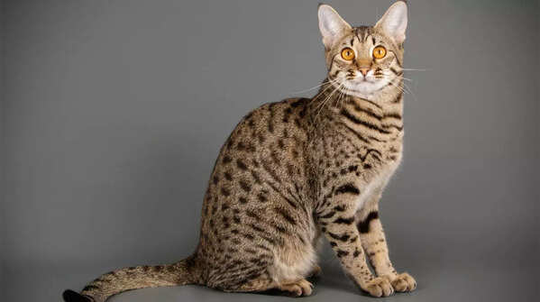 Elegant Savannah cat with spotted coat and long legs