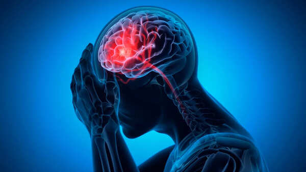 Close-up of brain anatomy