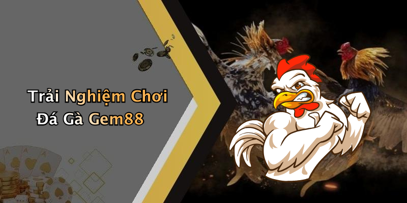Trải Nghiệm Chơi Đá Gà Gem88