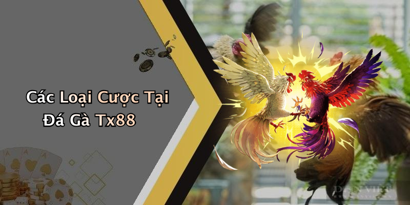 Các Loại Cược Tại Đá Gà Tx88